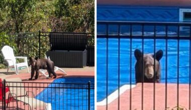 Photos: Bear spotted cooling off in Garfield swimming pool