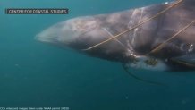 A minke whale entangled in a rope off the coast of Cape Cod on Tuesday, Sept. 8, 2026.