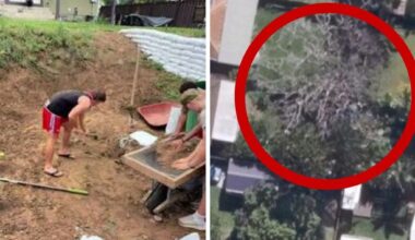 Man forced to foot bill to save neighbour’s ‘stressed’ tree