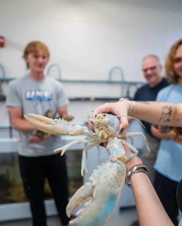 Casper joins other rare-colored lobsters as scientists investigate the genetics behind their striking colors. (Photo: University of New England) Casper joins other rare-colored lobsters as scientists investigate the genetics behind their striking colors.