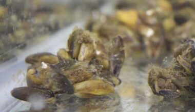 California golden mussel bill AB 2032 heads to Newsom's desk