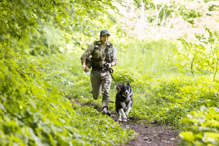 Karelian bear dogs were originally bred for the purpose of hunting bears in Finland. Now, they are used in Japan to help conserve bear species.