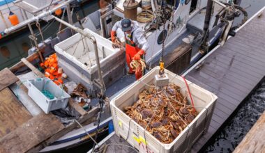 Monterey Bay’s fishing industry is changing: Here’s what Santa Cruz fishers are catching now