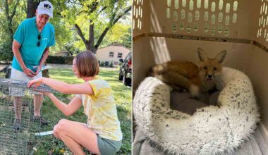 Nashville Singer Becomes Local Celebrity Rescuing Foxes and Saving Them from Mange