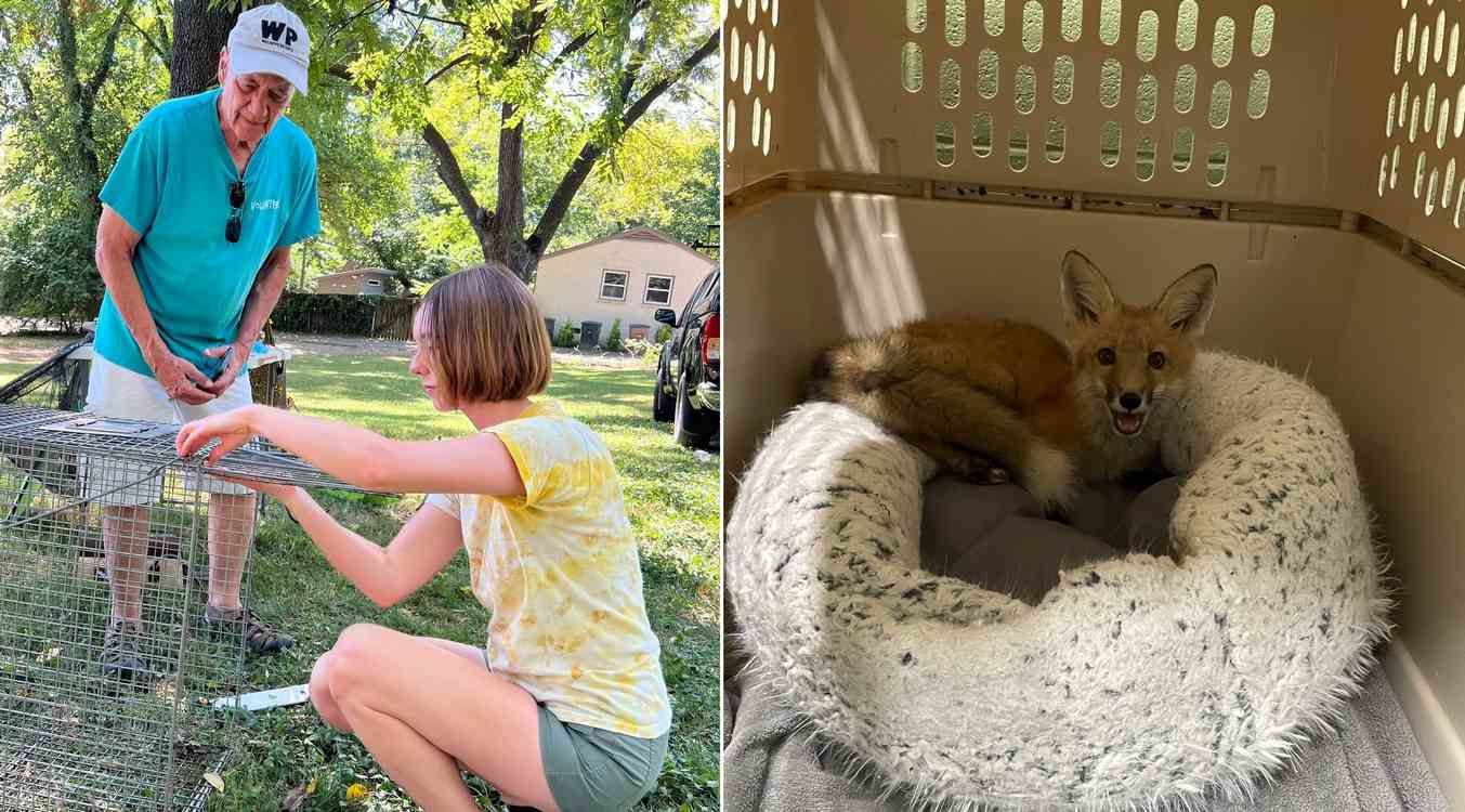 Nashville Singer Becomes Local Celebrity Rescuing Foxes and Saving Them from Mange