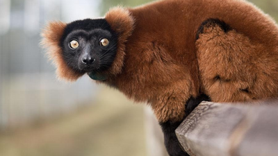 In 2026, a Florida wildlife centre brought in critically endangered red-ruffed lemurs; the project is now helping restore their disappearing Madagascar rainforest