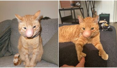 Man Thinks He's Adopted A ‘Typical’ Cat Until Her Nose Starts Growing