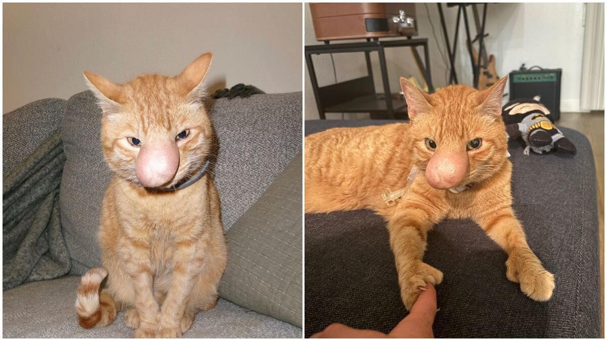 Man Thinks He's Adopted A ‘Typical’ Cat Until Her Nose Starts Growing