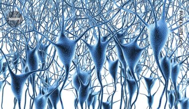 Landmark map of human brain’s gene activity holds clues to Alzheimer’s disease and more