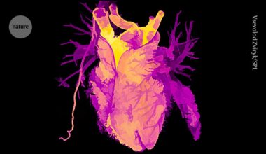 Old hearts age backwards: transplanted organs adjust to host's biological age