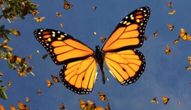 Monarch butterflies are heading south: What to know and when they’ll pass over you