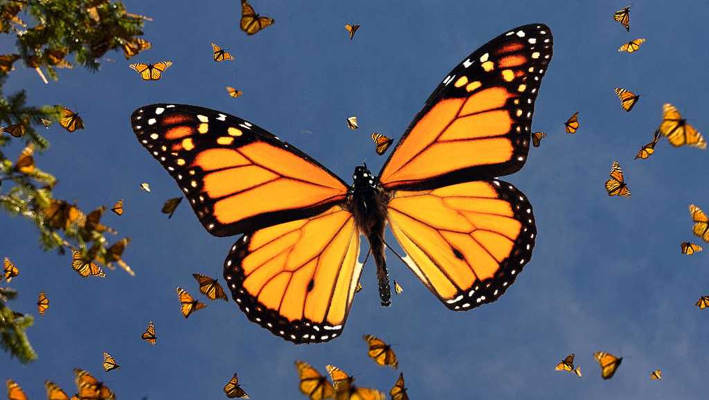 Monarch butterflies are heading south: What to know and when they’ll pass over you