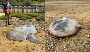 Huge 900-pound ocean sunfish found dead on Cape Cod beach