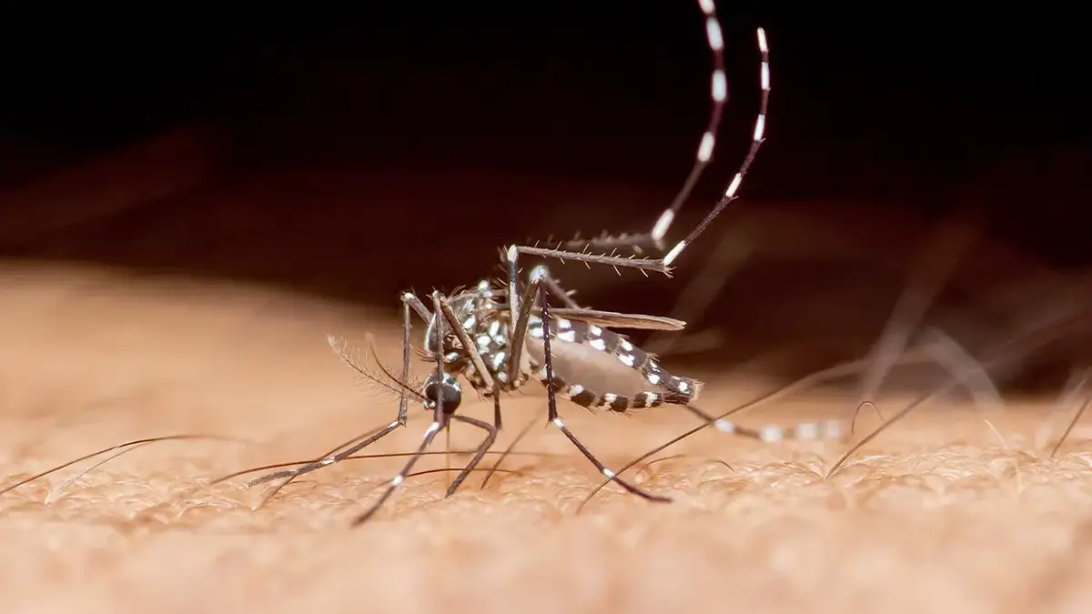 A mosquito sits on someone's arm.