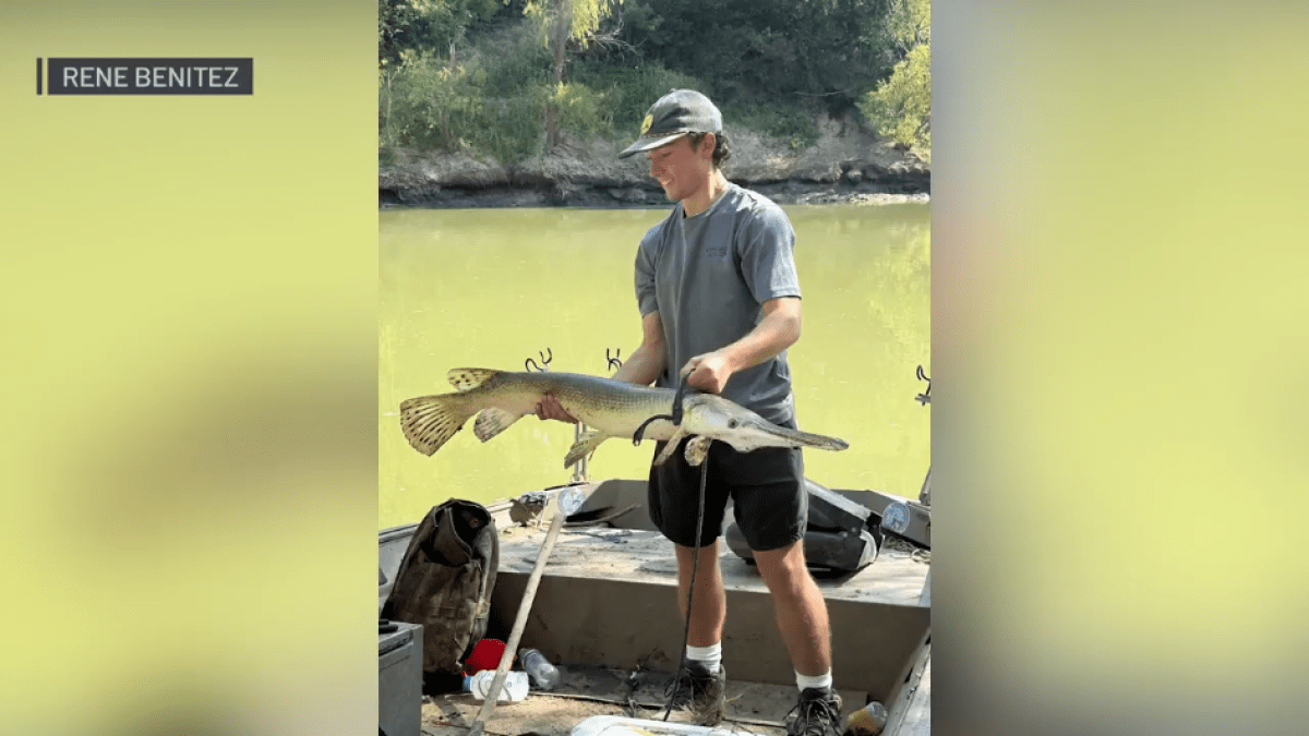 Trinity River gar hybrid caught by Texas teenager – NBC 5 Dallas-Fort Worth