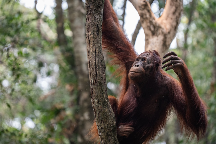 Orangutans roam around in a sanctuary in Indonesia.