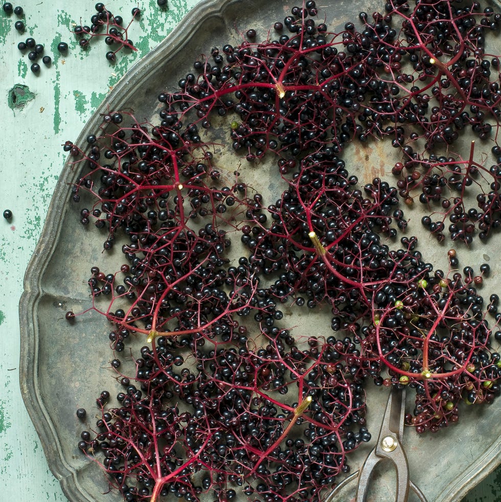 Black elder and scissors on tablet frische holunderbeeren auf einem tablett, schere, auf rustikalem untergrund, studio