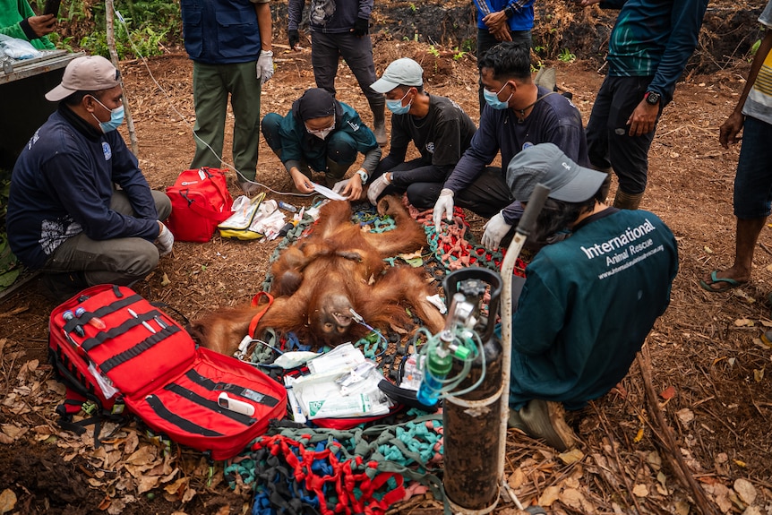 A team of workers sit on the ground, surrounding a female orangutan and its baby.