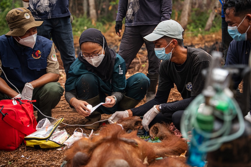 A team of wildlife workers wearing surgical masks with an orangutan and its baby.