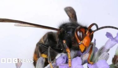 Asian Hornets 'established' in South East despite sightings drop - bbc.com