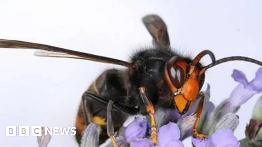 Asian Hornets 'established' in South East despite sightings drop - bbc.com