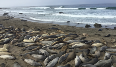 The Hearst family spent decades planning a resort town along 18 miles of California coastline, then locked 80,000 acres of the ranch behind a conservation easement instead — and the beaches below the castle now host one of the largest elephant seal rookeries on the Pacific coast