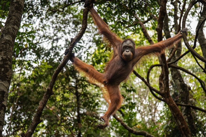 An orangutan hangs from a thick vine with its hand and foot.