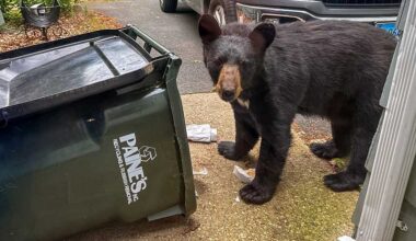 Why black bear sightings are increasing across the U.S. this year