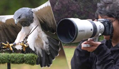 I photographed falcons, eagles and owls with the new Fujifilm 400mm telephoto lens, and Fuji should take my money already