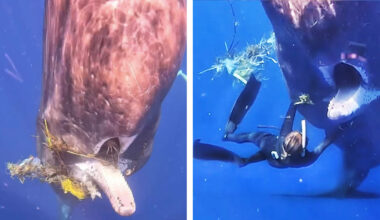 Female Diver Removes Trash From Mouth of Whale