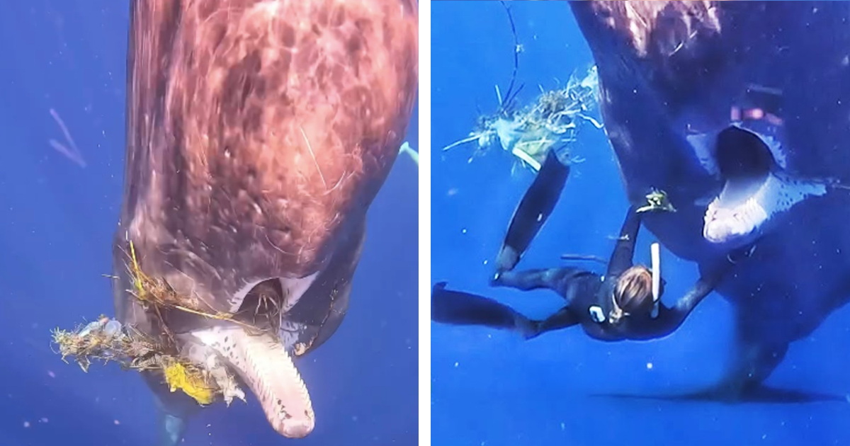 Female Diver Removes Trash From Mouth of Whale