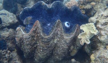 One giant clam contains a month-by-month diary of the Great Barrier Reef’s climate 200 years ago