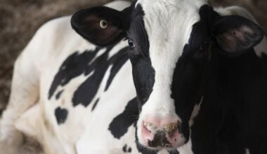 Waukesha County cattle test positive for EHD