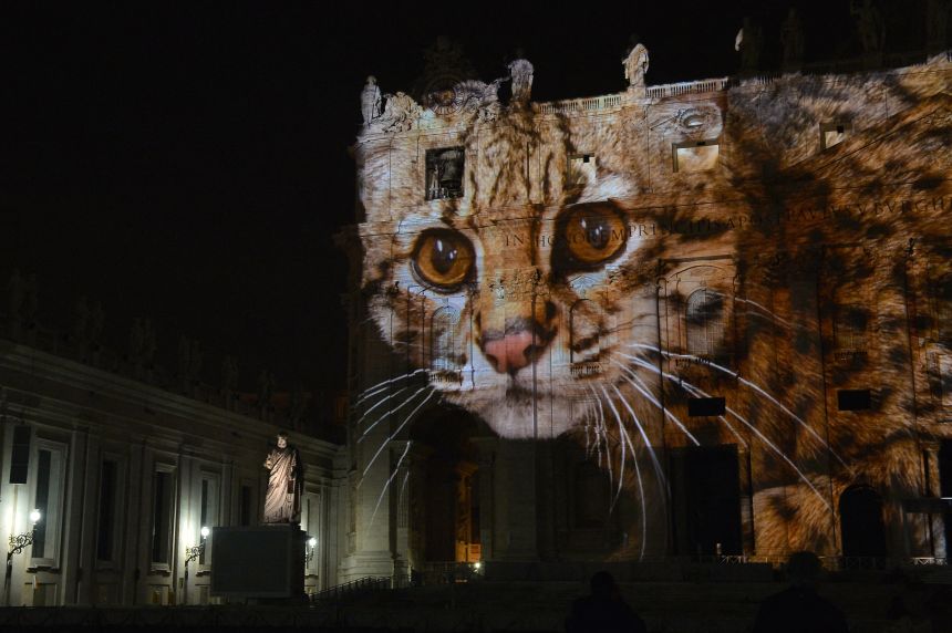 Sartore's photography has been published online, in books, broadcast and even projected onto landmarks, including the Vatican in 2015.