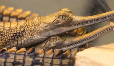 Eight critically endangered gharials born at Fort Worth Zoo