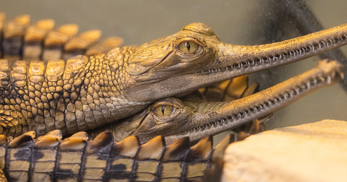 Eight critically endangered gharials born at Fort Worth Zoo