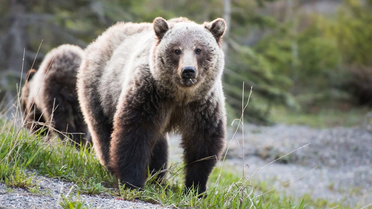 Grizzly bear standing in a natural outdoor setting