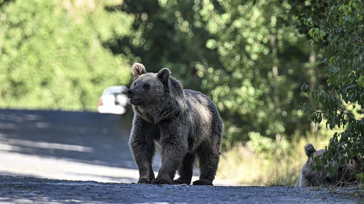 Grizzly bear approaches a vehicle on a road in Bitlis, Turkiye.