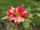 Daylight samples, main camera (1x) - 24mm, f/1.7, ISO 100, 1/658s (4096x3072px) - Poco F9 Ultra review