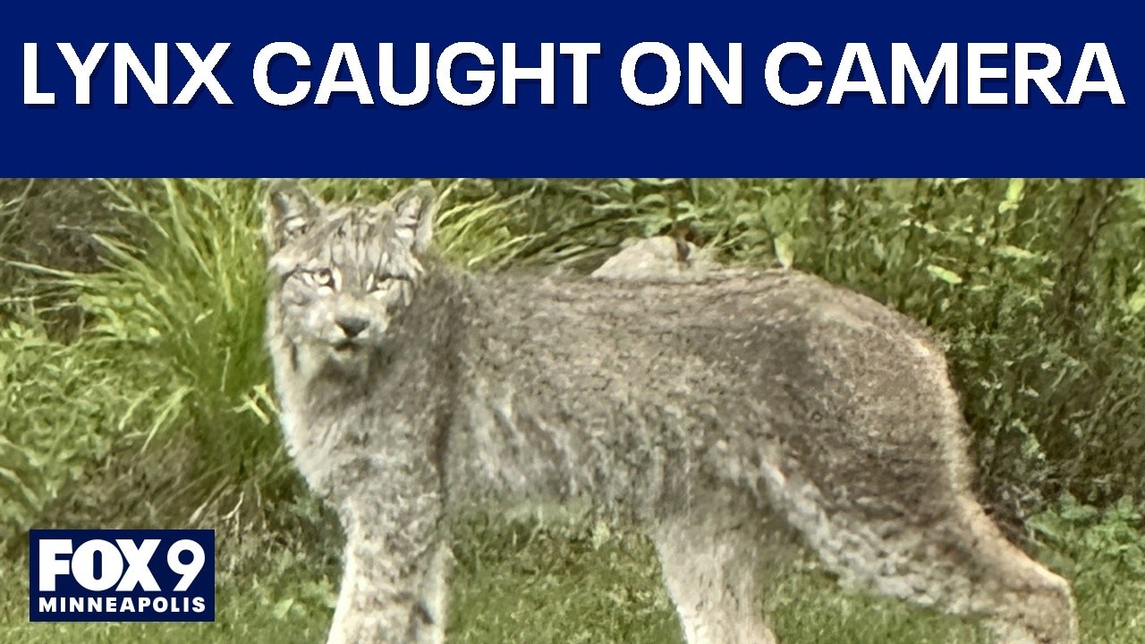 Northern Minnesota Lynx caught on camera
