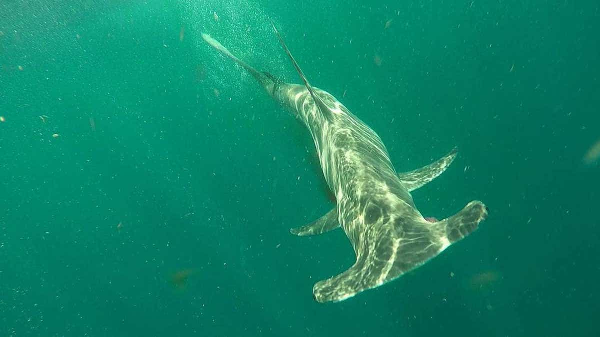 Hammerhead shark swimming in water.