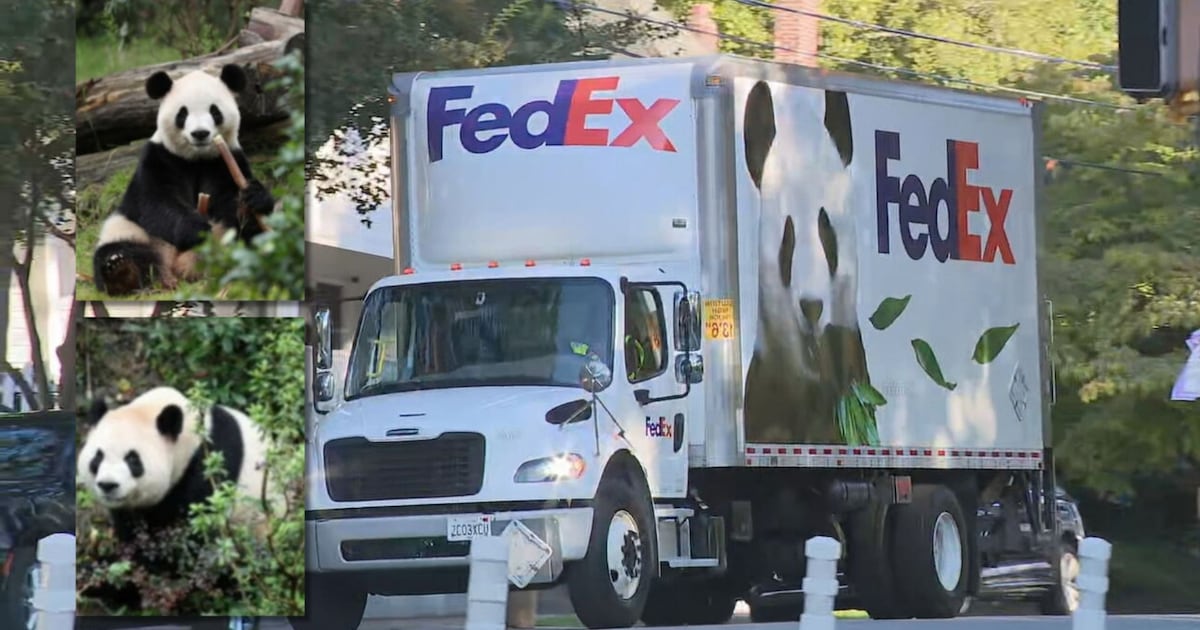 Giant pandas are home at Zoo Atlanta – WSB-TV Channel 2