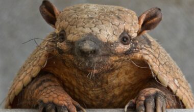 First armadillo arrives in Ohio without human help