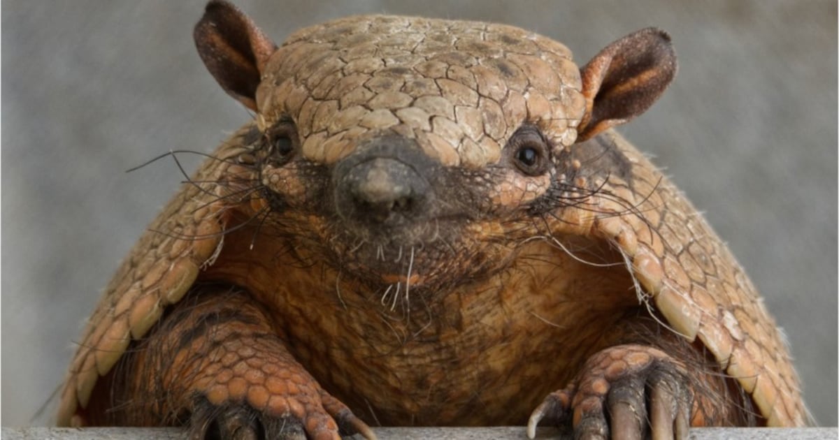 First armadillo arrives in Ohio without human help
