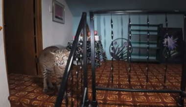 Kirkland woman describes encounter with Bobcat inside her home – KIRO 7 News Seattle