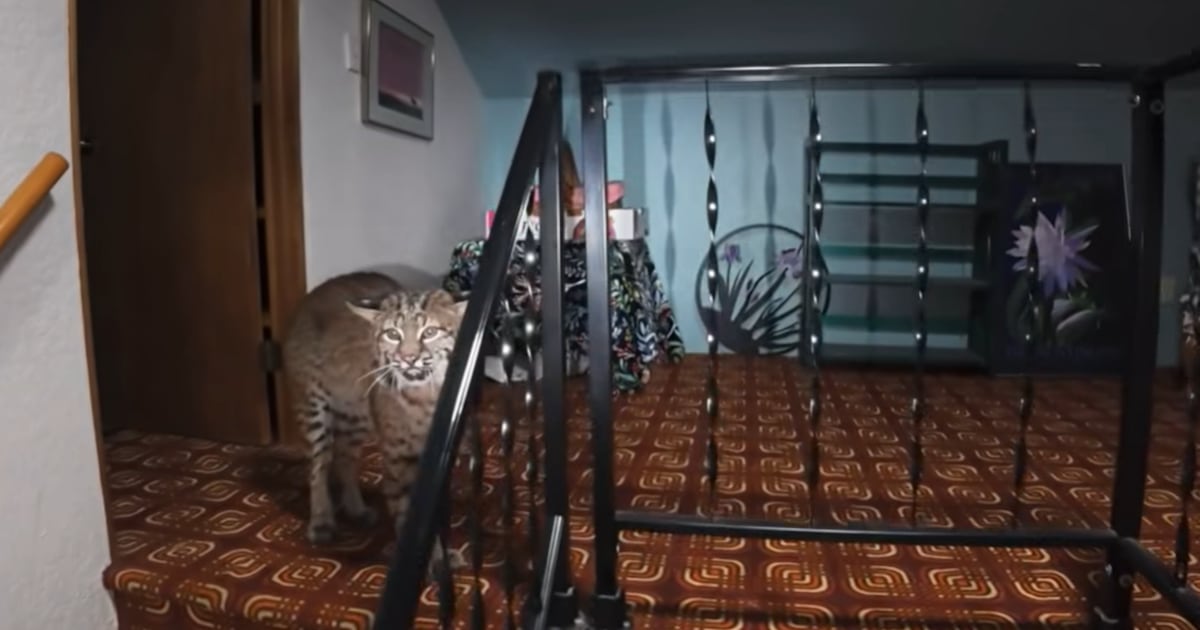 Kirkland woman describes encounter with Bobcat inside her home – KIRO 7 News Seattle