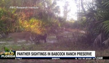 Rare trail camera video captures Florida panther mom, 3 kittens at Babcock Ranch Preserve