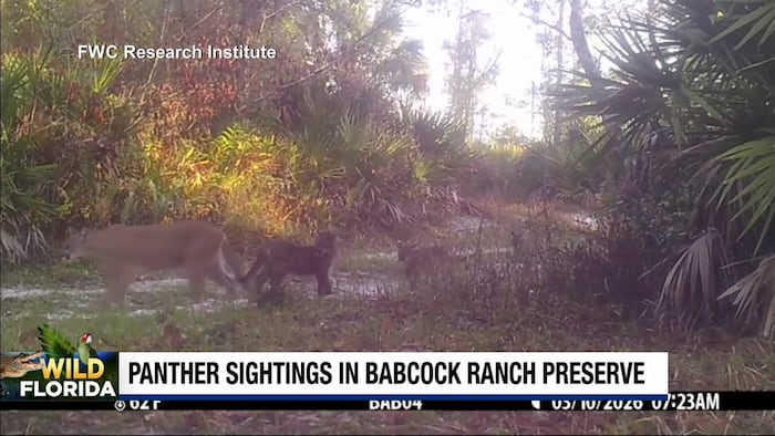 Rare trail camera video captures Florida panther mom, 3 kittens at Babcock Ranch Preserve