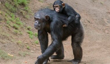 Some Chimp Mothers Carry Their Deceased Infants Until They Mummify