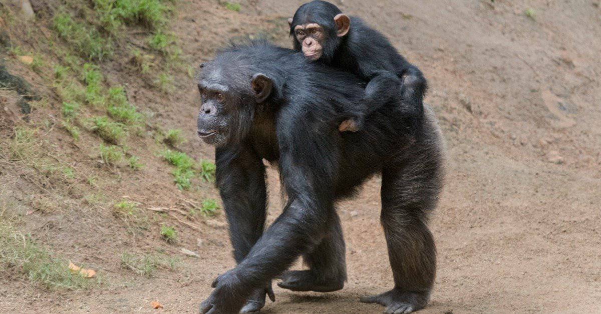 Some Chimp Mothers Carry Their Deceased Infants Until They Mummify